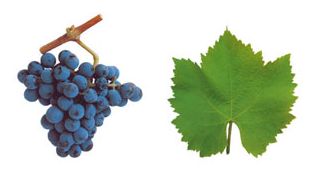 TINTO CÃO A casta Tinto Cão é cultivada na zona do Douro desde o século XVIII, contudo como era pouco produtiva nunca foi muito apreciada pelos agricultores. Por volta dos anos 80 descobriu-se que a Tinto Cão possui ótimas características para a produção de vinho do Porto. O cultivo desta casta alargou-se a outras regiões, como o Dão, Estremadura e Península de Setúbal, onde existe em pequenas quantidades. A Tinto Cão possui cachos muito pequenos e de maturação tardia. É muito resistente a doenças e à podridão, além de suportar temperaturas muito elevadas. A casta Tinto Cão é frequentemente lotada com as castas Touriga Nacional, Aragonez, entre outras. Produz vinhos de carregados de cor e de aromas delicados e florais.