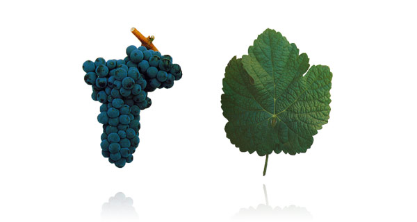 TOURIGA FRANCA Mais conhecida por Touriga Francesa, é a casta tinta mais cultivada na região onde se produzem os vinhos do Douro e do Porto. Amiga do viticultor, é de cultivo fácil, pouco sujeita a doenças da vide e tem boa capacidade produtiva. Apresenta aromas finos e intensos, com notas de frutos pretos e flores silvestres, a que se juntam um bom corpo e cor. É uma das castas utilizadas na elaboração dos vinhos generosos durienses, associada a outras castas nobres da região, como a Tinta Roriz e a Touriga Nacional. Mas tem também capacidade para se afirmar por si só, como o provam algumas experiências bem sucedidas de vinhos varietais.