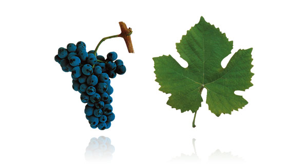 TOURIGA NACIONAL Foi, em tempos idos, a casta dominante na região do Dão e a responsável quase exclusiva pela fama dos seus vinhos. É, hoje, uma das mais utilizadas no Douro e tida como uma das mais nobres castas tintas portuguesas. A Touriga Nacional é uma casta muito vigorosa e de rendimentos elevados. Dá origem a vinhos retintos, encorpados, poderosos e com excecionais qualidades aromáticas. Tem frequentemente notas de amora, mirtilo, caruma de pinheiro e flores silvestres (esteva e rosmaninho). A sua fama tem vindo a espalhá-la por quase todas as regiões vitícolas, do extremo Norte até ao Algarve, e está mesmo a aguçar a curiosidade de viticultores estrangeiros. Envelhece bem e ganha em complexidade aromática com estágio em madeira de carvalho.
