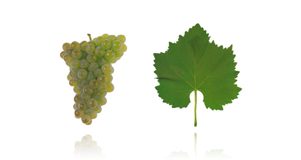 TRAJADURA A sua origem é minhota, mas, contrariamente às restantes variedades do Vinho Verde, é uma casta de acidez moderada, apresentando maturações alcoólicas elevadas para o referencial minhoto. É uma variedade de ciclo muito longo, de abrolhamento precoce e maturação tardia, com cachos compactos de dimensão mediana, compostos por bagos verde-amarelados, proporcionando rendimentos muito elevados. Proporciona aromas discretos a pêssego, alperce, maçã e pêra madura, assistidos por agradáveis sensações a flor de laranjeira. Por permitir um grau alcoólico elevado e uma acidez moderada, é frequentemente utilizada em lotes, como ferramenta útil no amaciamento dos vinhos da região. O lote que a associa com o Alvarinho, da mesma forma que os lotes que a associam com o Loureiro e Arinto ganharam uma popularidade crescente.