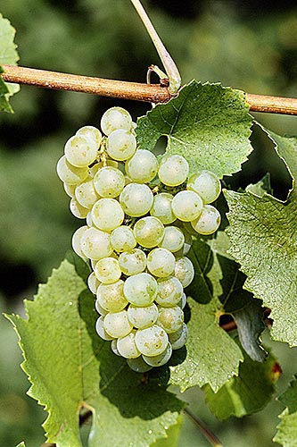 uvas-chardonnay