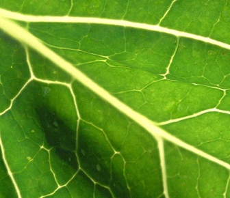 Vegetal Aroma e gosto próprio de certas plantas (tília, tabaco, chá, acácia, folha de vinha desfeita, macela). Geralmente são odores florais ou arbóreos. 