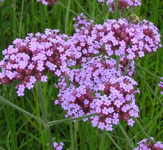 Verbena Odor floral que recorda o das flores e das folhas da verbena aromática. 
