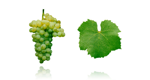 VERDELHO É uma das variedades elementares da Madeira, responsável pelo sucesso dos vinhos generosos do mesmo nome, apesar de, curiosamente, só no início do século passado ter sido elevada à condição de casta nobre. Num passado remoto, antes do surto de filoxera na ilha, chegou a ocupar mais de dois terços da área total de vinha na ilha da Madeira. Floresce na costa norte da ilha, a altitudes elevadas, oferecendo uvas com acidez notável e açúcar razoável, utilizadas tal-qualmente para os vinhos secos e generosos. É nas ilhas, na Madeira e Açores, que a casta efectivamente prospera, a par da Austrália onde ganhou forte reputação internacional. O Verdelho proporciona vinhos aromáticos e equilibrados, apresentando-se, nos vinhos generosos da Madeira, sob o estatuto de vinho meio seco. A casta apresenta cachos pequenos e compactos compostos por bagos miúdos de cor verde amarelada.
