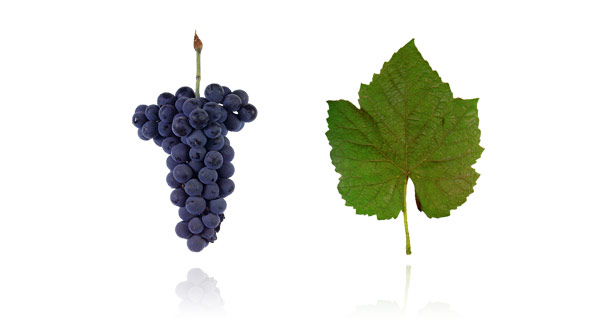 VINHÃO ou SOUSÃO A casta Vinhão é essencialmente apreciada pelas suas qualidades corantes, pois origina vinhos de cor vermelha intensa e opacos à luz. Pensa-se que será oriunda da zona do Minho e terá sido levada para a região do Douro, onde é conhecida por Sousão. Esta casta apresenta cachos de tamanho médio compostos por bagos médios e uniformes de cor negro-azulada. Na região dos Vinhos Verdes, a Vinhão é a casta tinta mais cultivada da região. Os vinhos produzidos com a casta Vinhão apresentam também elevada acidez e por vezes, ficam muito acídulos. No Douro esta casta é essencialmente utilizada para conferir boa cor ao vinho, incluindo o vinho do Porto.