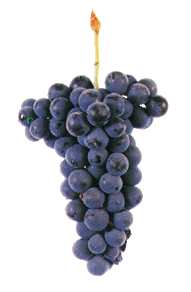 Vinhão Casta tinta de qualidade, recomendada em toda a Região Demarcada; como única casta regional tintureira é a mais expandida na Região; produtiva; dá origem a vinhos de cor vermelha granada, vinosos, encorpados, harmoniosos e saborosos. 