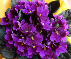 Violeta Odor floral muito agradável, que recorda o exalado pelas violetas, dado pela ionona, que pode ser detectada em certos vinhos, como os de Touriga Nacional. 