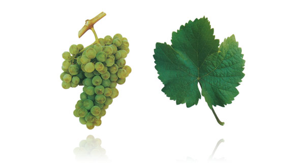 VIOSINHO De génese transmontana, a casta Viosinho sobrevive dispersa pelas vinhas velhas brancas misturadas do Douro. É uma variedade de valorização recente, igualmente apropriada para o vinho do Porto e vinhos tranquilos. Infelizmente, é também uma variedade pouco produtiva, com rendimentos muito baixos, o que ajuda a explicar a popularidade reduzida. Apesar de pouco aromática, oferece um excelente equilíbrio entre açúcar e acidez, proporcionando vinhos estruturados, encorpados e ricos em álcool. Apresenta cachos e bagos pequenos, de maturação precoce, muito sensíveis ao oídio e à podridão, preferindo os climas quentes e soalheiros. Dá origem a vinhos estruturados e potentes, a que, no entanto, falta habitualmente vigor e frescura. Por isso é regularmente lotada com outras castas, capazes de acrescentar a acidez e riqueza aromática que por vezes lhe parecem faltar.
