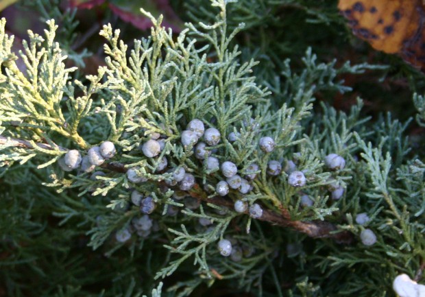 Zimbro Odor balsâmico característico dos bons vinhos tintos velhos que evoca o das flores de zimbro, das bagas de zimbro ou da aguardente que se extrai delas (genebra). 