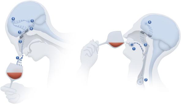 A apreciação de vinhos inicia-se necessáriamente nas sensações do nariz: o olfacto! Os aromas do vinho por sua vez constituem um registo histórico que o nosso cérebro grava ao longo da nossa vida de sabores. O aproximar do nariz ao copo de vinho remete-nos para esse registo de experiências e aromas, e aqui começa a descrição dos vinhos!