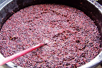 tanques de fermentação vinho