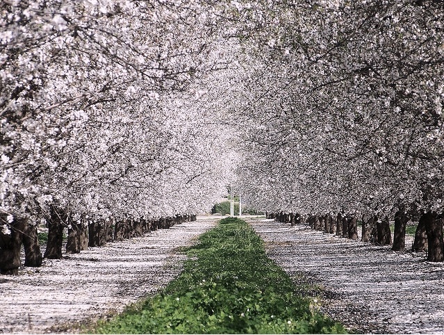 amendoeira em flor