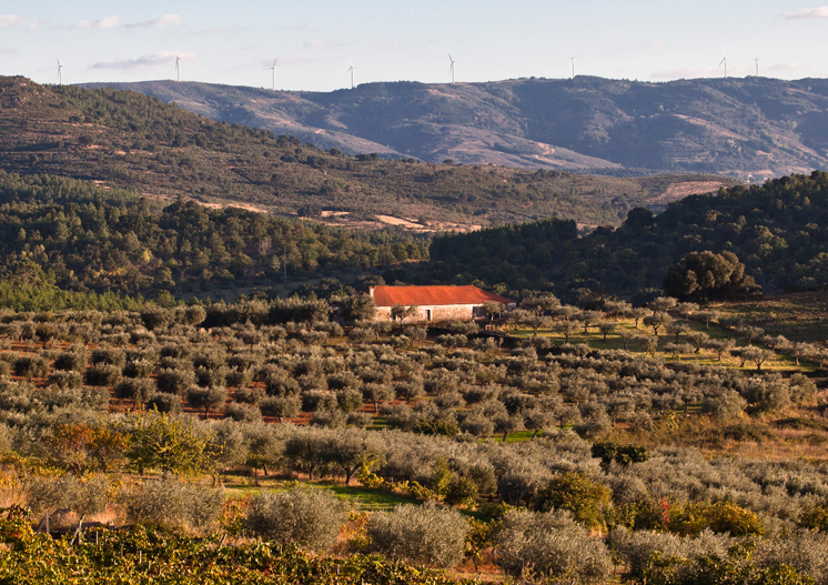 Os vinhos aqui produzidos são uma combinação de castas indígenas como a Touriga Nacional, Tinta Roriz, Tinta Amarela e Malvasia Fina, e reputadas castas internacionais, nomeadamente Cabernet Sauvignon, Gewürztraminer e Riesling.