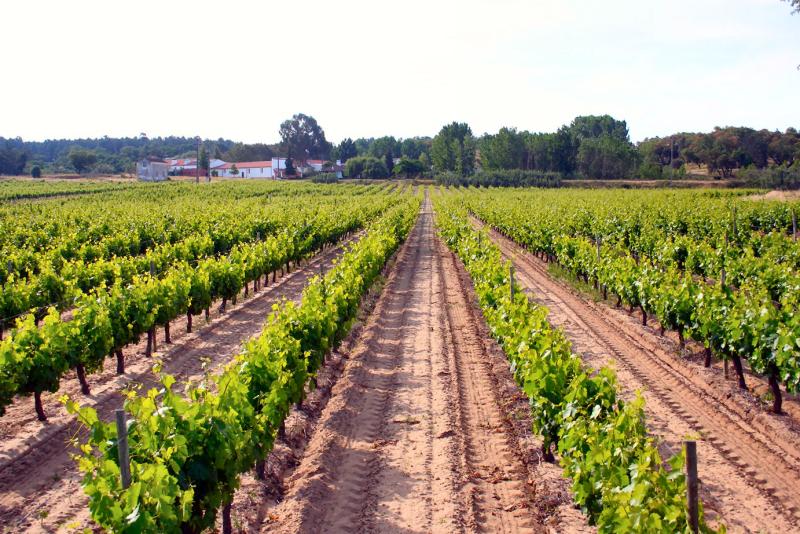 A Quinta do Casal da Coelheira estende-se por cerca de 250 hectares, distribuídos por várias culturas com destaque especial na área da vinha. Existe ainda produção de culturas arvenses (milho e trigo) e horto-industriais com predominância da beterraba açucareira. A quinta possui também uma área de floresta com cerca de 25 hectares e um olival com uma área pouco expressiva.