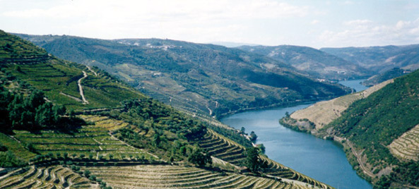 Contígua com a Quinta da Gaivosa, as duas são quase difíceis de dissociar. Onde termina uma começa a outra. A reunião foi feita nos finais dos anos 80 por compra dos cerca de 18 ha que constituem a Quinta do Vale da Raposa. Em 1991 foi palco da estreia na produção de vinhos DOC Douro com um branco que desde logo cativou os apreciadores e mereceu as melhore referências. Tal facto veio comprovar o valor do terroir da Encosta da Gaivosa (nome pelo qual a zona é conhecida) e reconhecer todo o trabalho aí desenvolvido. 
