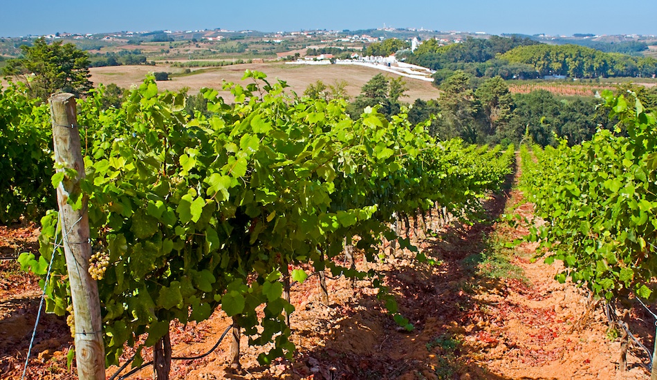Vineyard on the west coast of Portugal