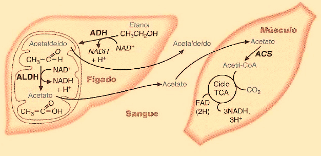 Metabolismo do Álcool4