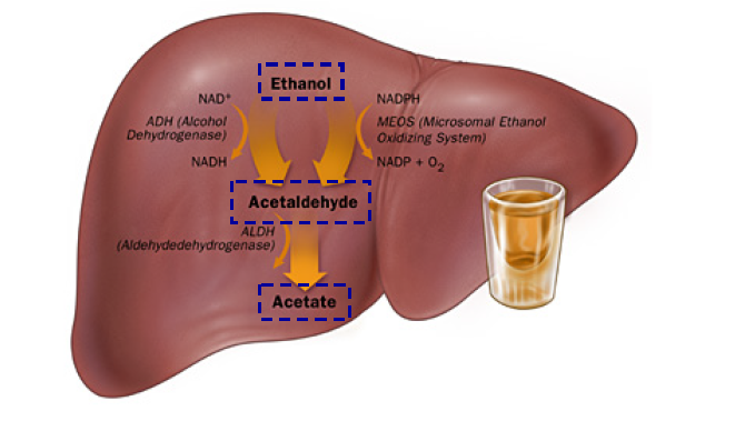 Metabolismo do Álcool6