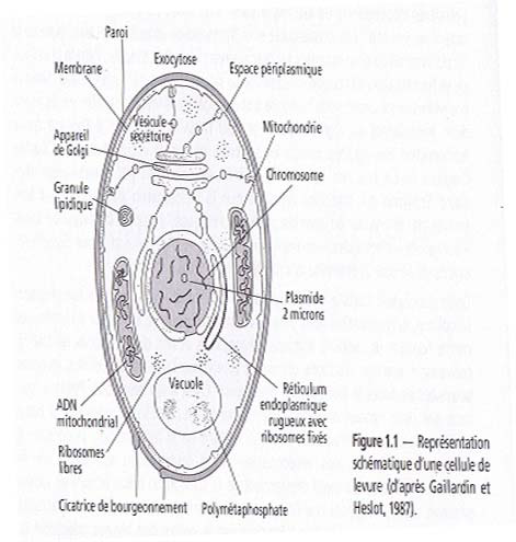 Esquema de uma célula de levedura