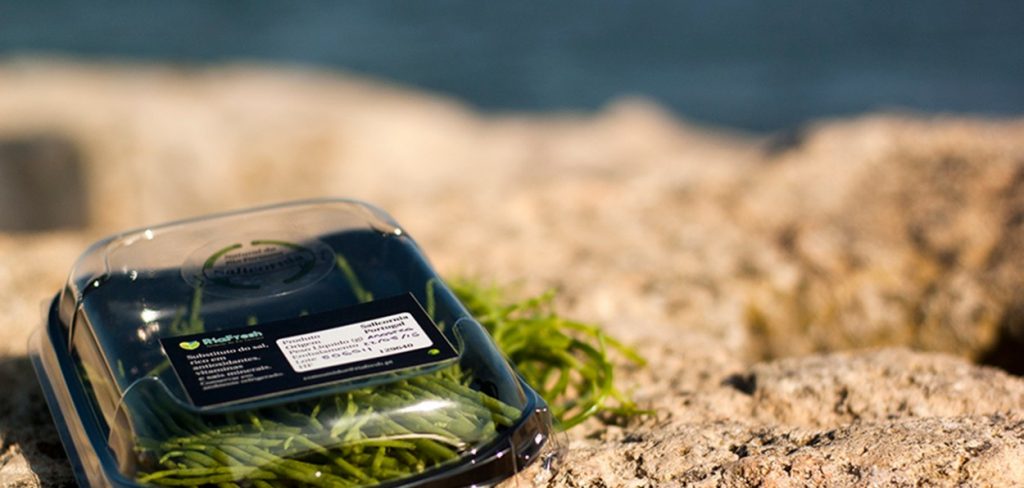 salicornia-3