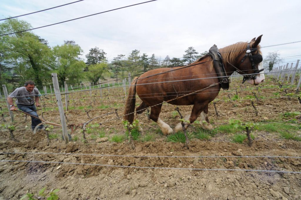 No desenvolvimento dos necessários socalcos, o trabalho de solos é realizado com cavalos.