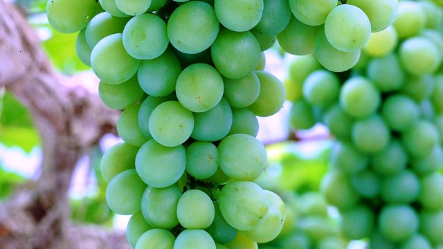 Chambourcin verde