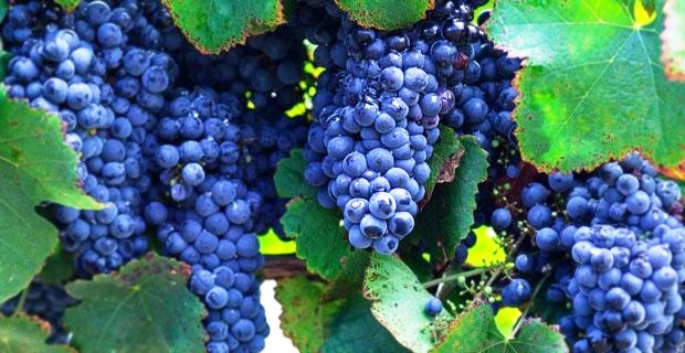 casta tannat