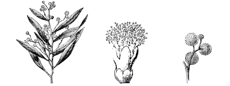 Plantas que podem ter taninos