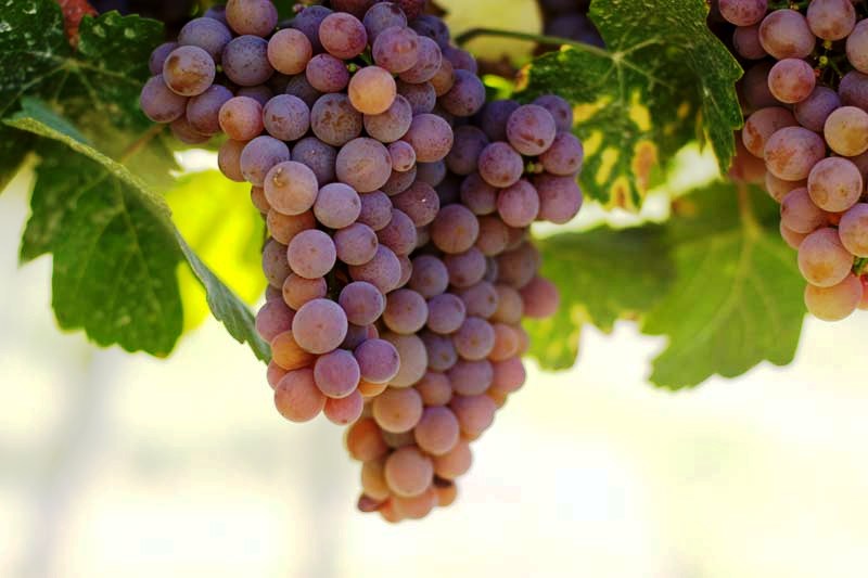 uvas aramon em desenvolvimento