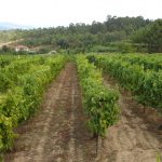 Comissão Vinhos Verdes