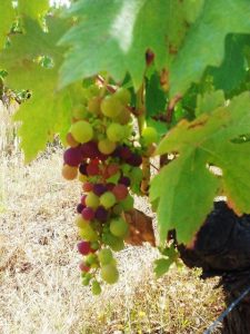 1as-uvas-qm-oito-t-roriz