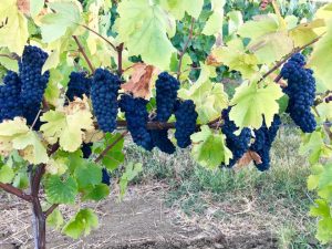qcp-pinot-noir