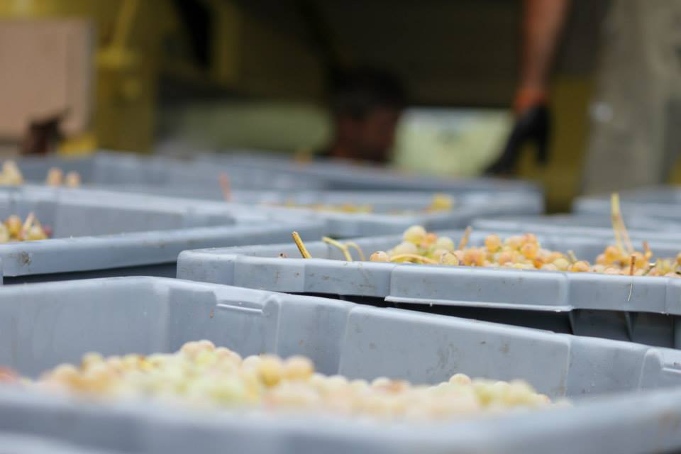 Uvas frescas de alvarinho