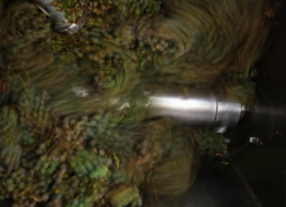 Transformação de alvarinho