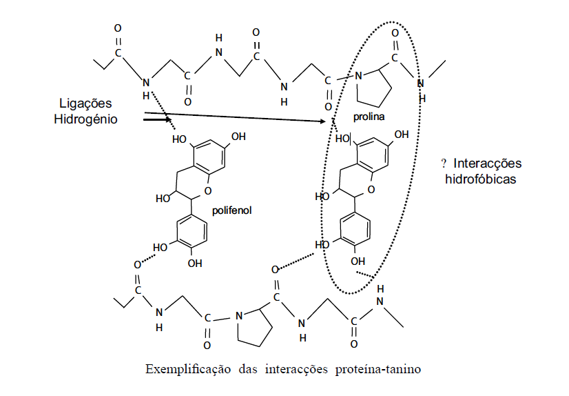 interações proteínas-taninos