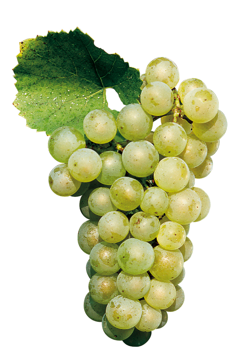 chardonnay-grapes-2