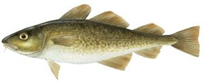 Gadus Morhua do Atlântico - mais consumido
