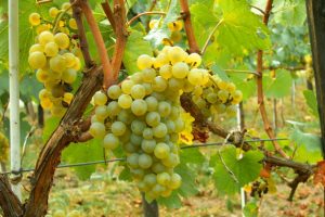 vinha-chardonnay-moldova