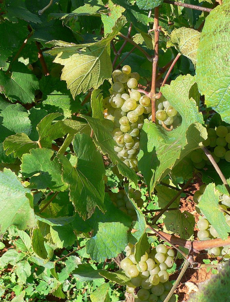 800px-malvasia_grapes
