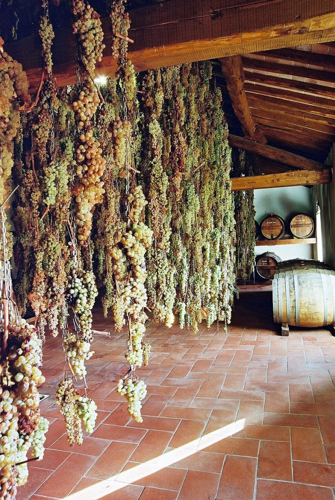Malvasia para o famoso Vin Santo