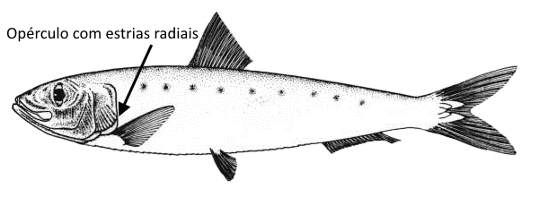 sardinha-sardina-pilchardus-2