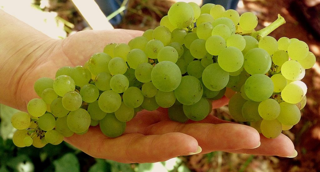 malvasia-1