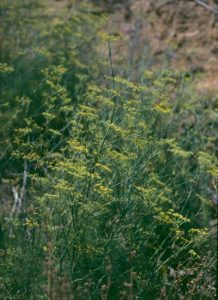 98974777d75956afe1d637d551f3b636_w400