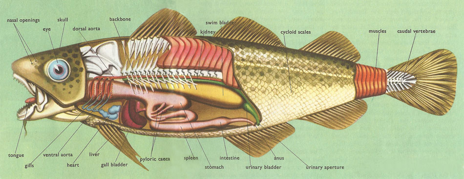 anatomia-do-bacalhau