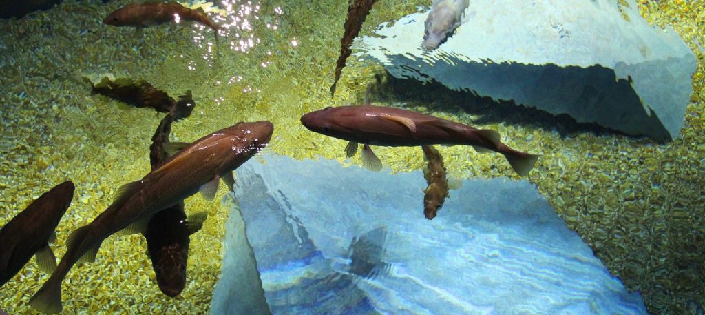 mmi_bacalhaus_1_1280_720