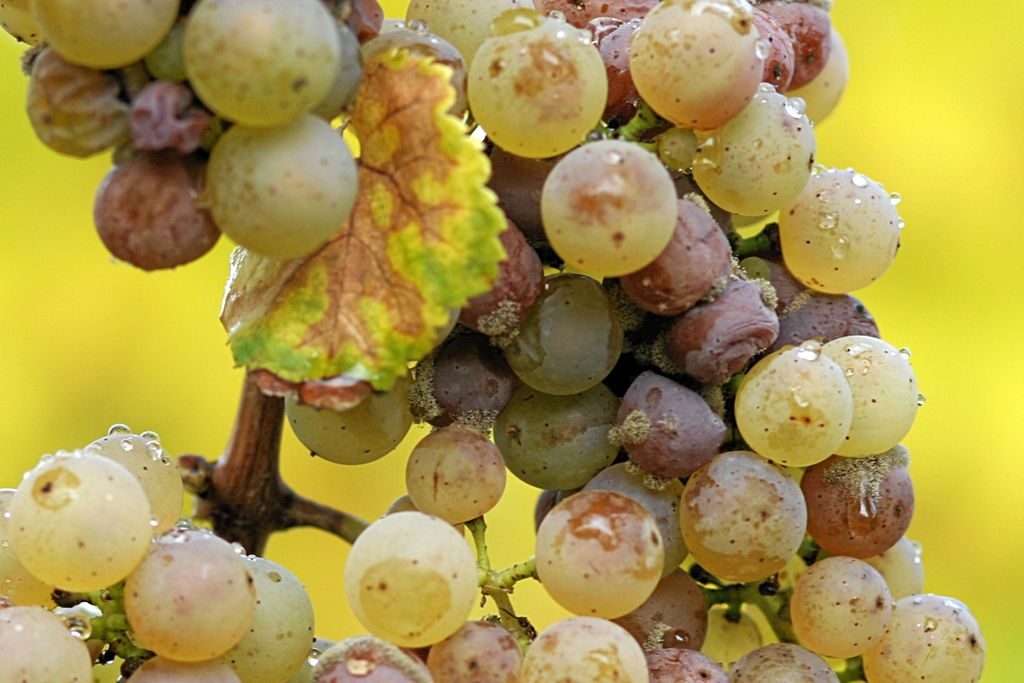 Riesling com podridão de ataque de Botrytis cinérea para colheita tardia