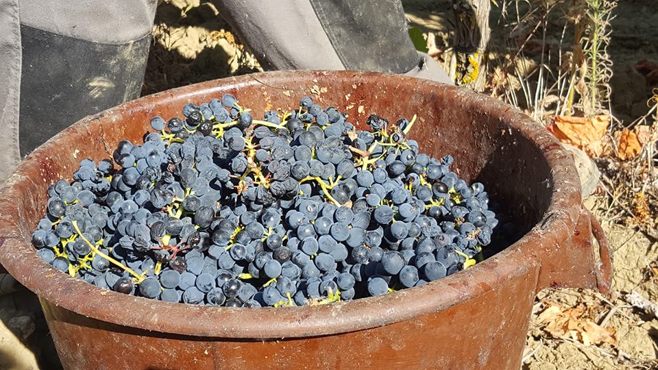 Uvas de Toutiga Nacional para a Adega de Arruda dos Vinhos