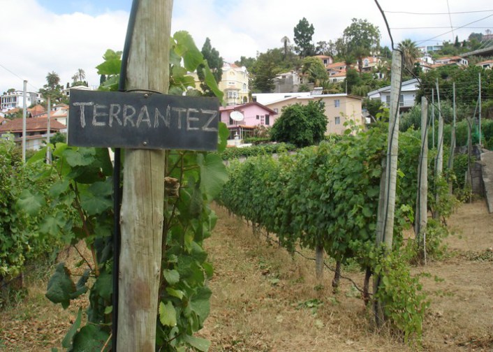 agro-turismo-vinicola-madeira-05-terrantez