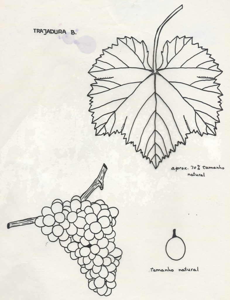 trajadura desenho