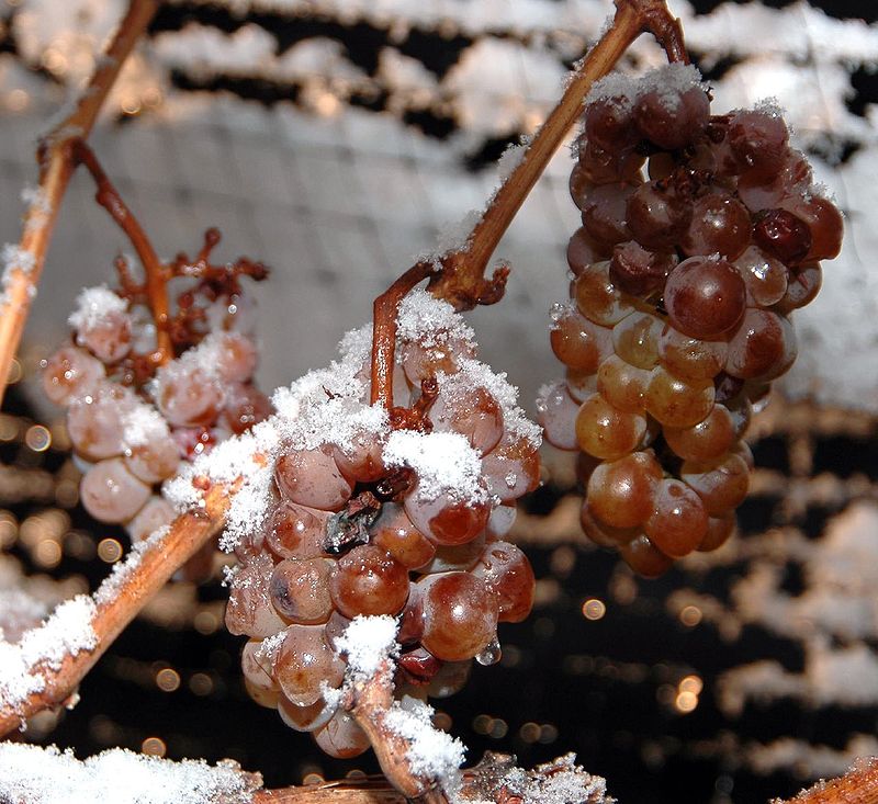 uvas para ice wine